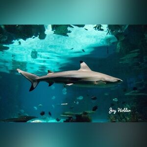 Shark Aquarium Wall Art Print - Teal Blue Ocean 8x10